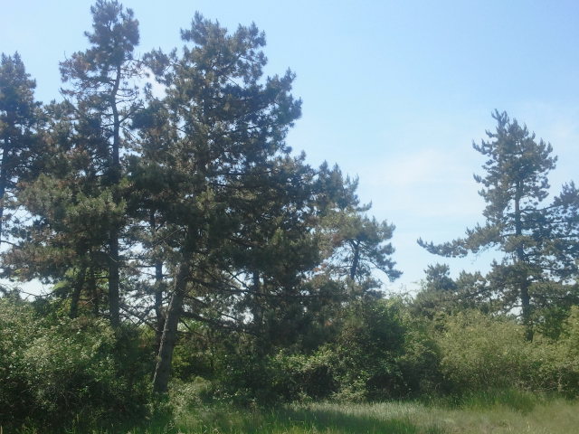 2017-05-20 12.40.10.jpg